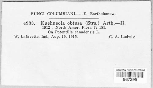 Phragmidium potentillae image